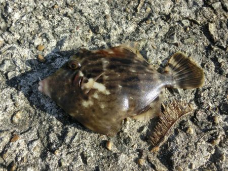 今シーズン初のカワハギ釣り
