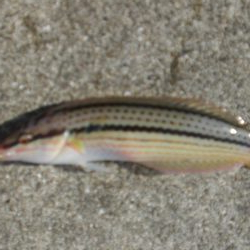 大潮なのに渋い