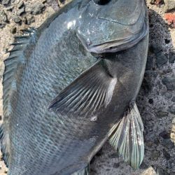 餌取りめちゃおるやんっ>* ))))><