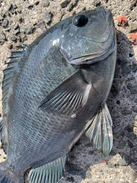 餌取りめちゃおるやんっ>* ))))><