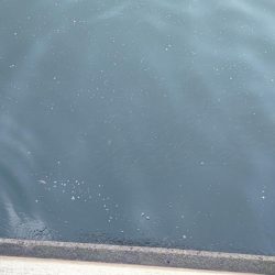 メジロが上がりました