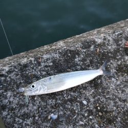 サビキ釣り