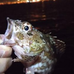 タチウオ１、ガシラ５