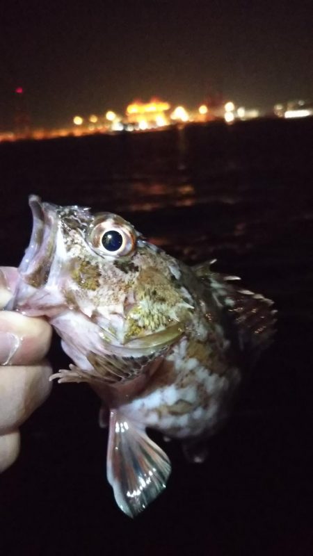 タチウオ１、ガシラ５