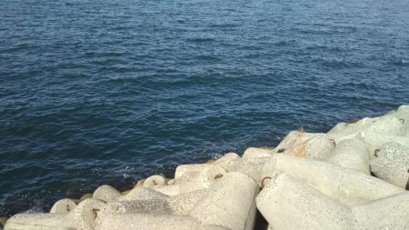 今日も来ました‼ハマチです