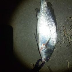 シンキングベンシル