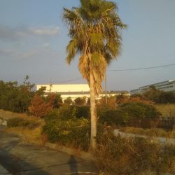 今日もきました‼ハマチです