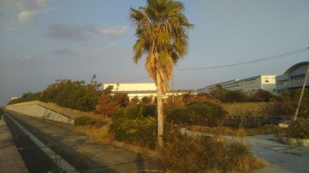 今日もきました‼ハマチです