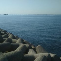 やっと来ました‼メジロです