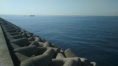 やっと来ました‼メジロです