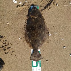 久々のヒラメサイズ