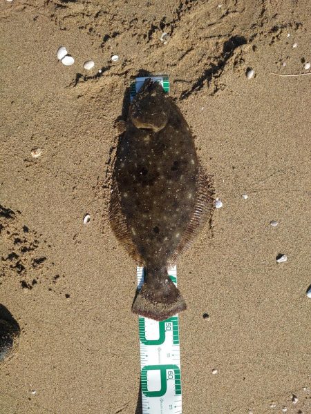 久々のヒラメサイズ