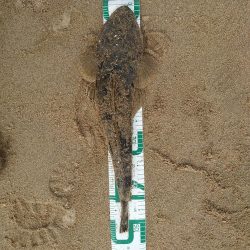 コチが多いです