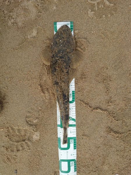 コチが多いです