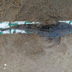 ヒラメとマゴチ