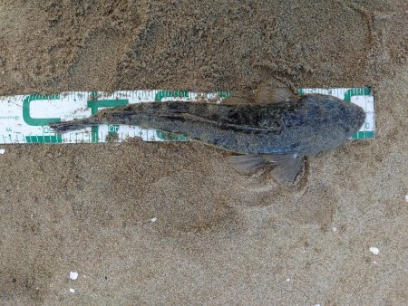 ヒラメとマゴチ