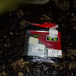 アジを求めて舞洲まで