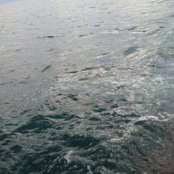 今回はアオリをメインで