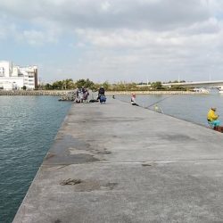 東二見白灯台波止の落ちギス調査