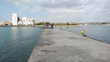 東二見白灯台波止の落ちギス調査