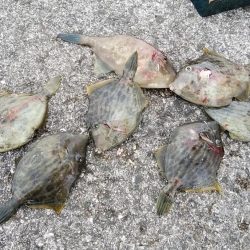 東二見でデカギスが釣れました