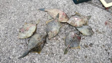 東二見でデカギスが釣れました