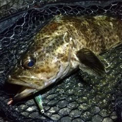 港内ボトム探り