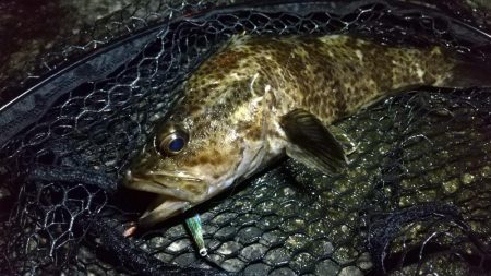 港内ボトム探り