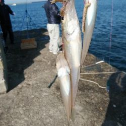 播磨新島のキス調査