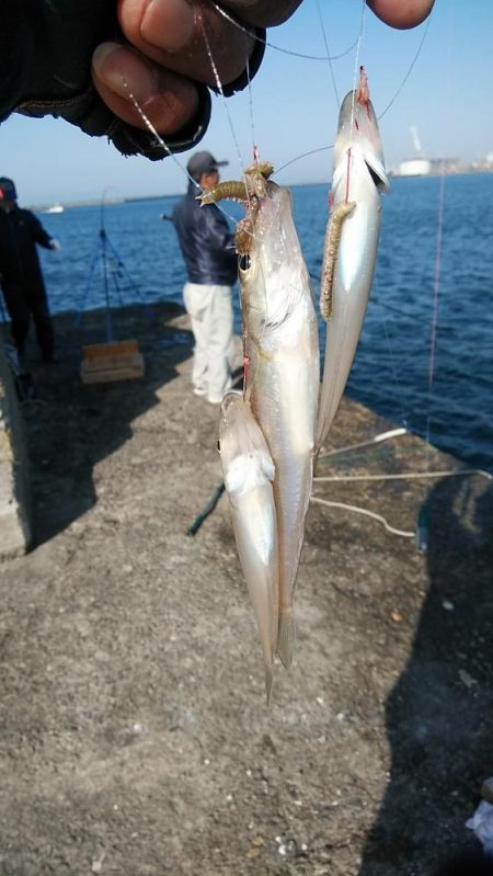 播磨新島のキス調査