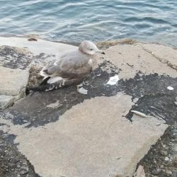 東二見のキス調査