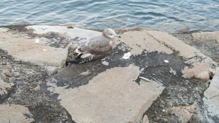 東二見のキス調査