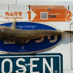 良型キスとハゼが釣れました