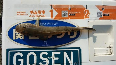 良型キスとハゼが釣れました