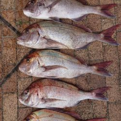 久々の2馬力ボート釣り