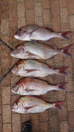 久々の2馬力ボート釣り