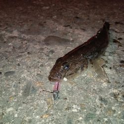 夜釣でのアジング