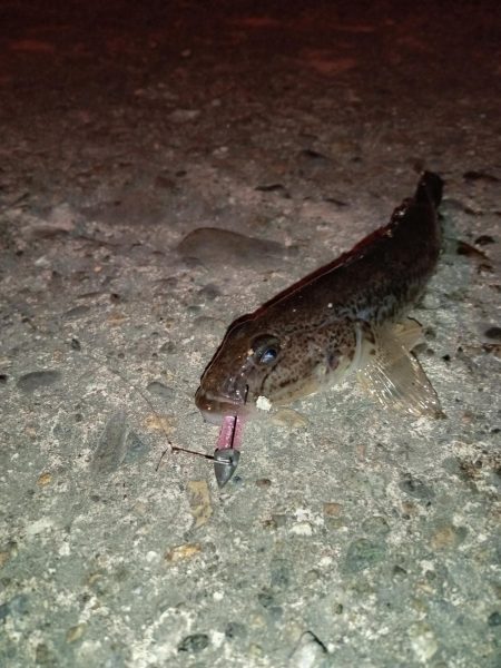 夜釣でのアジング