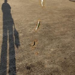 イワシキング　現る！