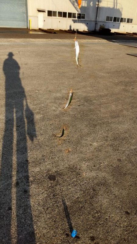 イワシキング　現る！