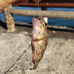 青物、太刀魚不発もマイクロ根魚