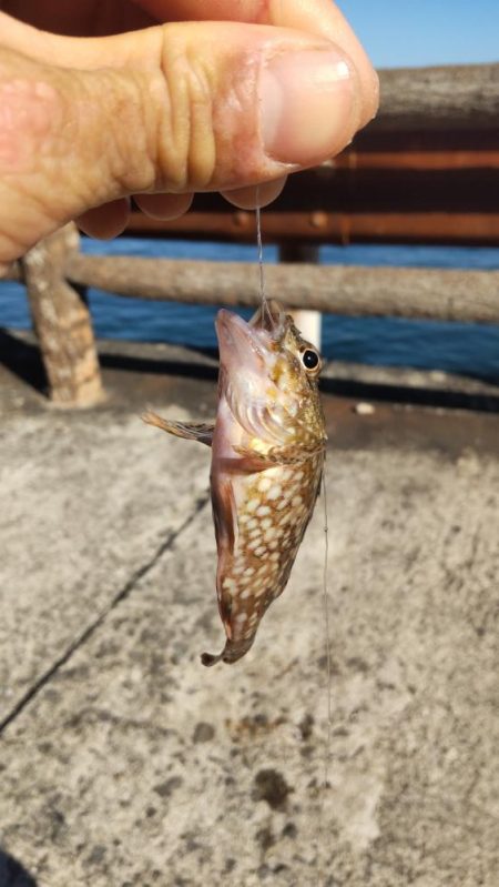 青物、太刀魚不発もマイクロ根魚