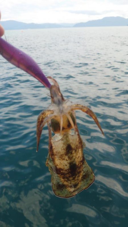 ボートエギング