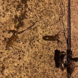 極寒ヒイカ釣行