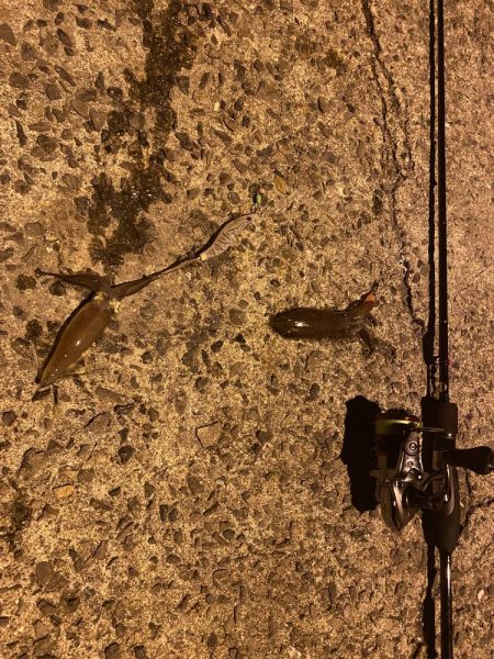 極寒ヒイカ釣行