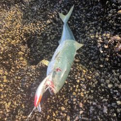 ショア　ブリ&ワラサ　トライデント150/60g