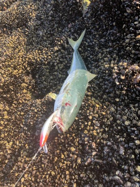 ショア　ブリ&ワラサ　トライデント150/60g