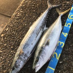 サワラにメジロも