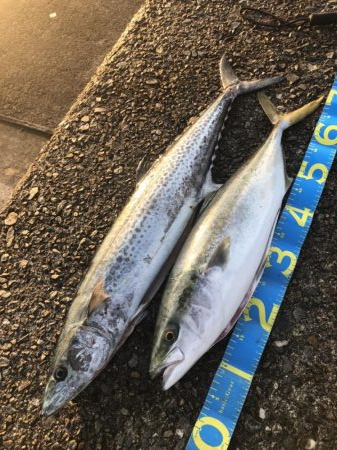 サワラにメジロも