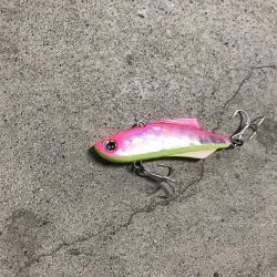 産卵前の荒食いやね